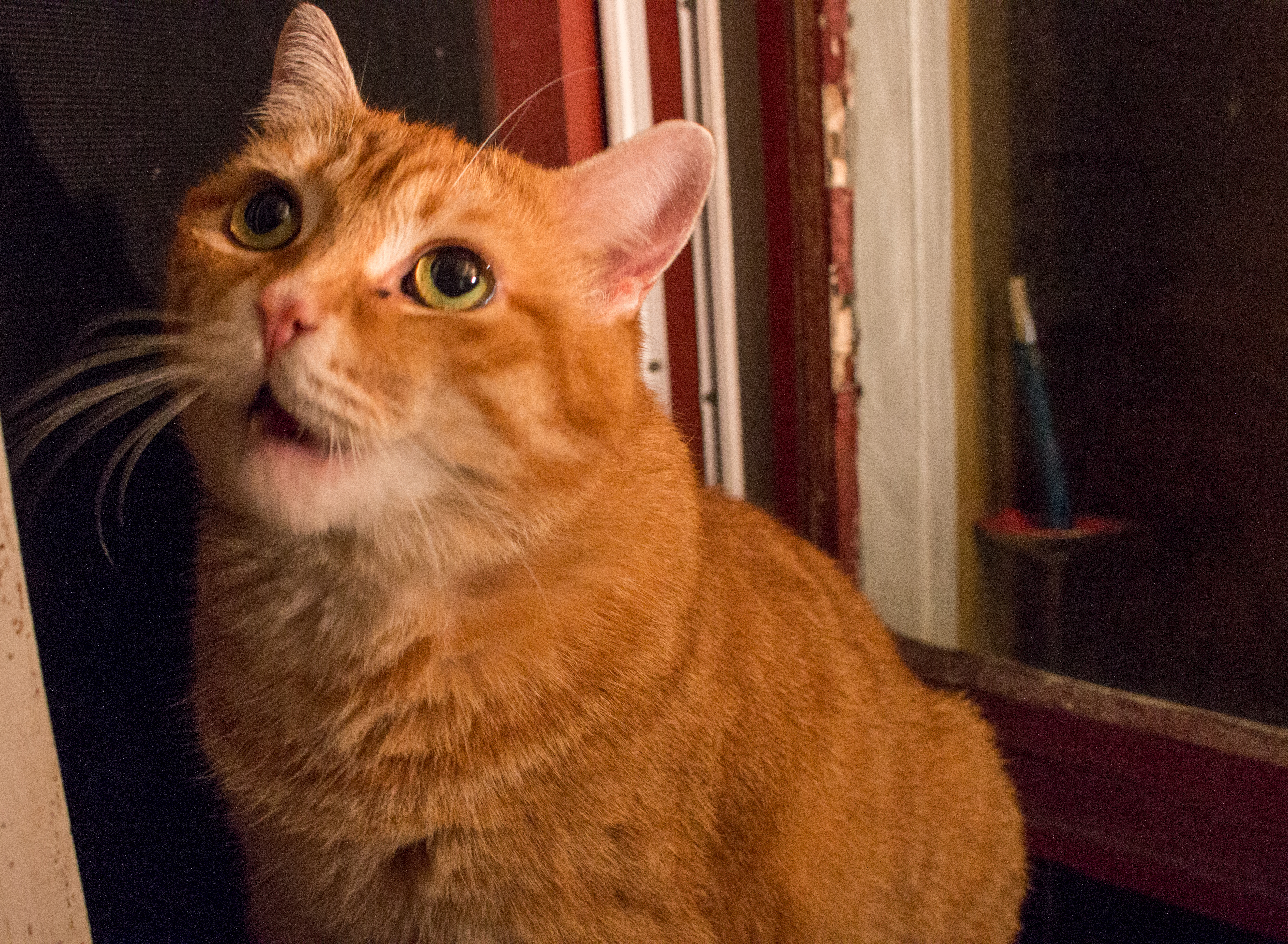 An orange cat sits in the windowsill, her head facing up, neck extended. Her eyes are very wide and her mouth is open in a silent meow.
