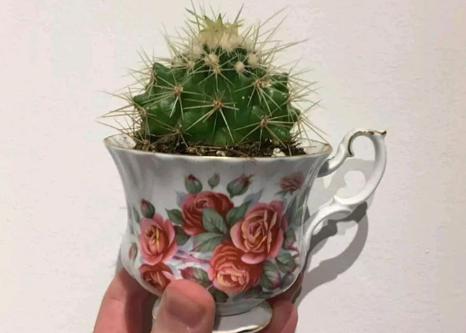 A small little cactus in a fancy teacup